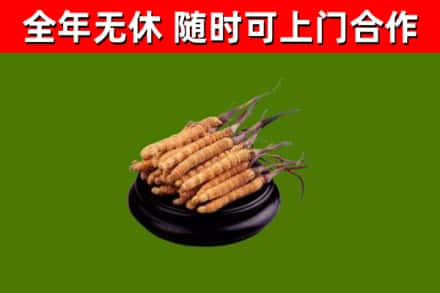 小金回收冬虫夏草